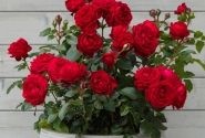 Rosa Till Eulenspiegel