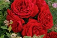 Rosa Till Eulenspiegel