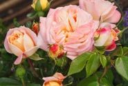 Rosa Concorde