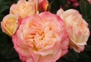 Rosa Concorde
