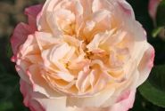 Rosa Concorde