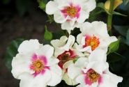 Rosa SEE YOU in purple, augststumbrs 80cm