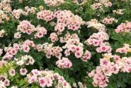 Rosa SEE YOU in purple, augststumbrs 80cm