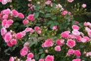 Rosa Amica, augststumbrs 60cm