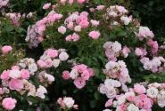 Rosa Roselina, 2l podā