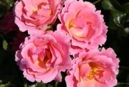 Rosa Roselina, 2l podā