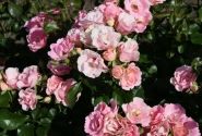 Rosa Roselina, 2l podā