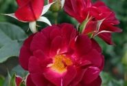 Rosa Ile de Fleurs / Max Reinhardt-Rose