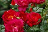 Rosa Ile de Fleurs / Max Reinhardt-Rose