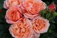 Rosa Coral Lions-Rose