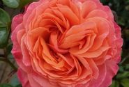 Rosa Coral Lions-Rose, 2l podā