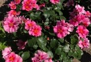 Rosa SEE YOU in pink, augststumbrs 80cm