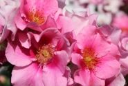 Rosa SEE YOU in pink, augststumbrs 80cm