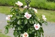 Rosa SEE YOU in red, augststumbrs 80cm