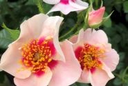 Rosa SEE YOU in red, augststumbrs 80cm