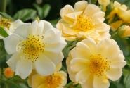 Rosa Sunny Siluetta, augststumbrs 60cm