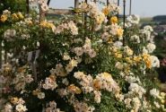 Rosa Sunny Siluetta, augststumbrs 60cm