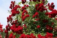 Rosa Crimson Siluetta, augststumbrs 140cm