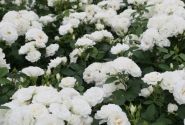 Rosa Baby Schneewittchen, augststumbrs 60cm