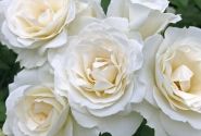 Rosa Baby Schneewittchen, augststumbrs 60cm