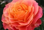 Rosa Better Times