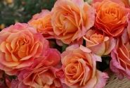 Rosa Better Times