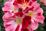 Rosa Simsalabim