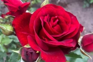 Rosa Royal Red (Neu Herbst 2025), 2l podā