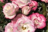Rosa Art Deco