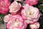 Rosa Art Deco
