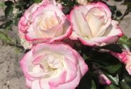 Rosa Art Deco, 2L podā