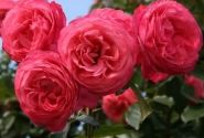 Rosa Rosanna, 2l podā
