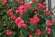 Rosa Rosanna, 2l podā