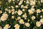 Rosa Winter Sun