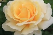 Rosa Winter Sun