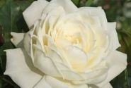 Rosa Alaska