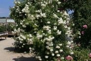 Rosa Alaska