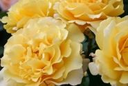 Rosa Sunny Sky, 2l podā
