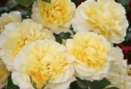 Rosa Sunny Sky, 2l podā