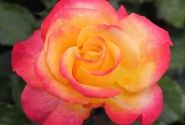 Rosa Flaming Star, augststumbrs 80cm