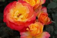 Rosa Flaming Star, augststumbrs 80cm
