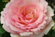 Rosa Souvenir de Baden-Baden, 2l podā
