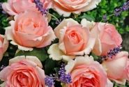 Rosa Souvenir de Baden-Baden, 2l podā