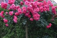 Rosa Rosarium Uetersen, augststumbrs 120cm