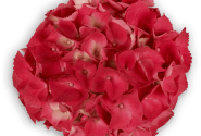 Hydrangea macrophylla Red Beauty , 10cm podā