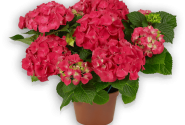 Hydrangea macrophylla Red Beauty , 10cm podā