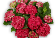 Hydrangea macrophylla Red Beauty , 14cm podā