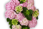 Hydrangea macrophylla Pink Sensation, 14cm podā
