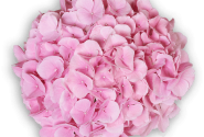 Hydrangea macrophylla Pink Sensation, 14cm podā