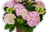 Hydrangea macrophylla Pink Sensation, 14cm podā